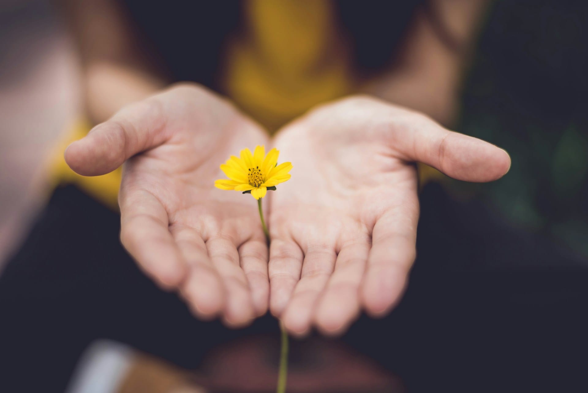 Foto de mãos abertas e uma flor amarela entre elas.