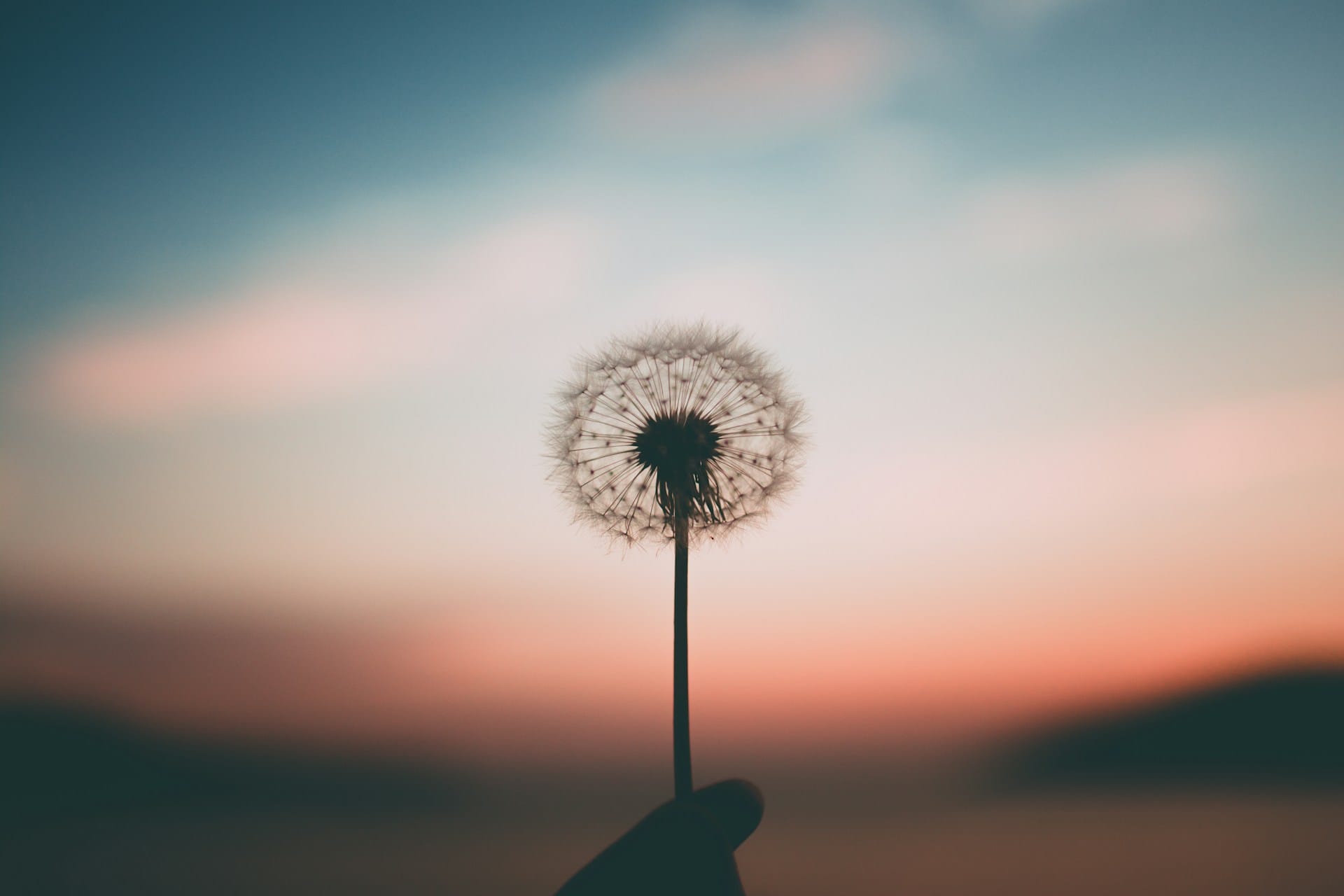 Foto de uma mão segurando uma flor dentre-de-leao com por do sol ao fundo